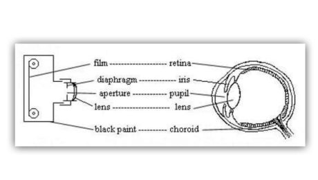 Sony Poised to Launch “Curved Sensor” Camera